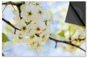 Bloesem Wit Inductie Beschermer Exclusief SALE (76x51,5 cm)