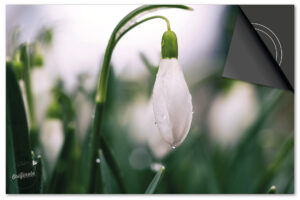 Lente Klokje Inductie Beschermer Exclusief SALE (91 x 52 cm)