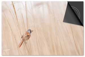 Naturel Vogeltje Inductie Beschermer Exclusief SALE (92 x 52 cm)