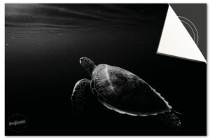 Schildpad Zwart Inductie Beschermer DELUXE SALE (59x52 cm)